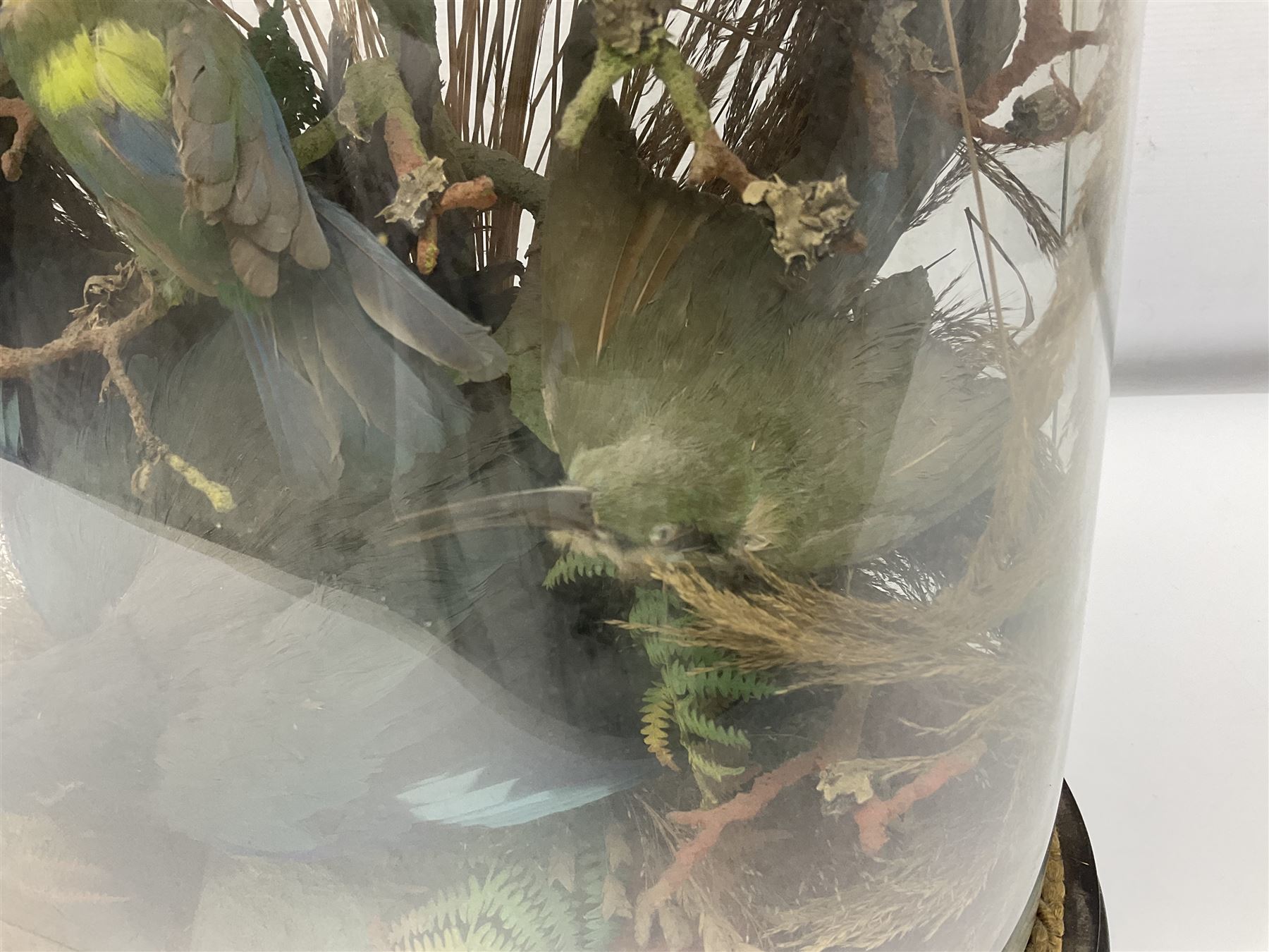 Taxidermy: late Victorian tropical bird diorama, containing several tropical birds to include, Black-headed Oriole (Oriolus Larvatus), Siskin (spinus), Green Honeycreeper (Chlorophanes spiza), each perched on branches, on an oval ebonised base, within a glass dome, H62cm, L40cm