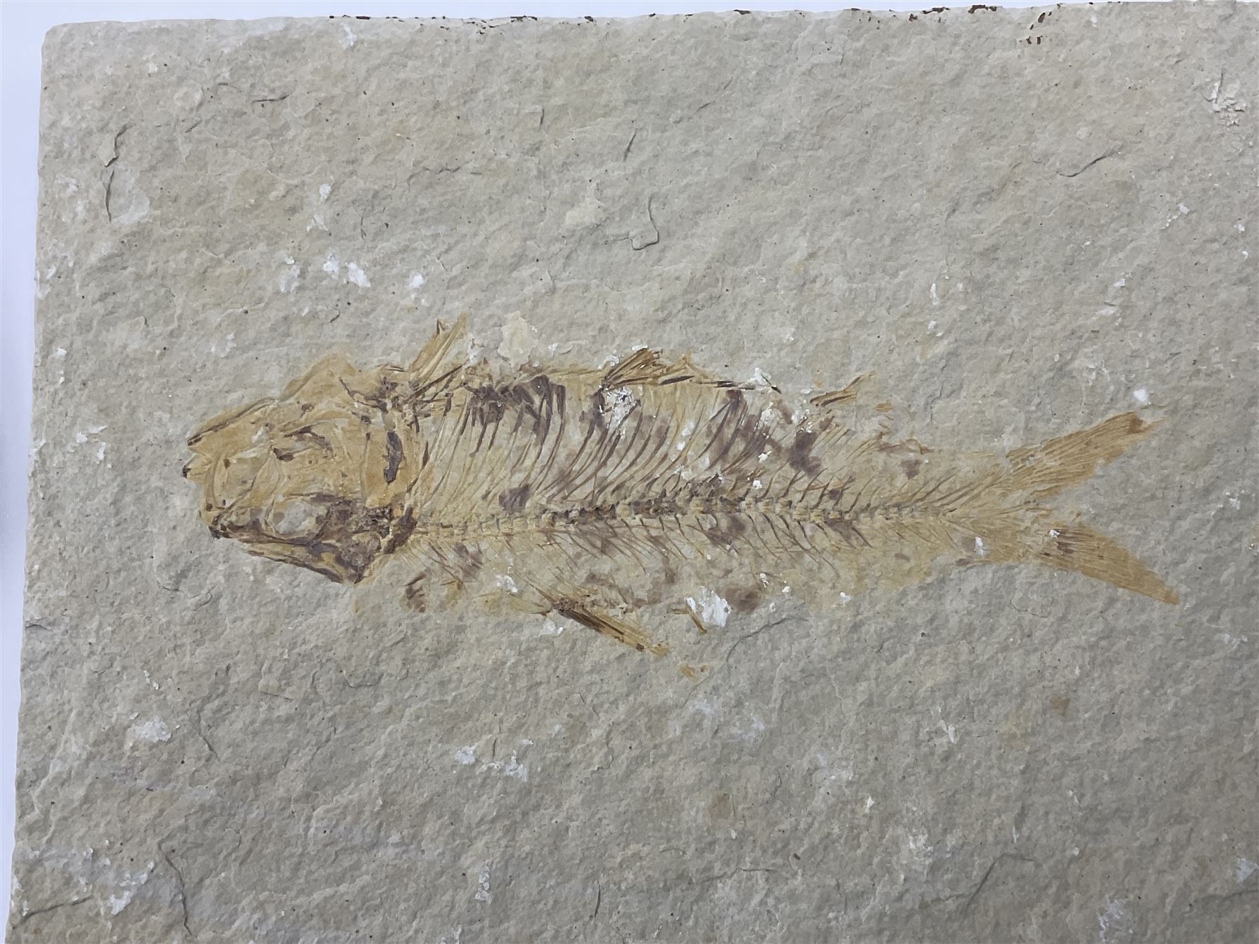 Four fossilised fish (Knightia alta) each in an individual matrix, age; Eocene period, location; Green River Formation, Wyoming, USA, largest matrix H9cm, L12cm