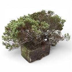 19th century stone trough, planted