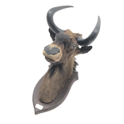  Taxidermy - Black Wildebeest (Connochaetes gnou), full head on shield shaped mount with plaque dated 1905, H75cm, W40cm, D61cm  