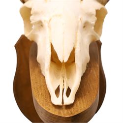 Antlers/Horns - European Mouflon (Ovis aries musimon), set of adult Mouflon ram horns on upper skull, mounted upon a pedestal wall shield, D51cm 