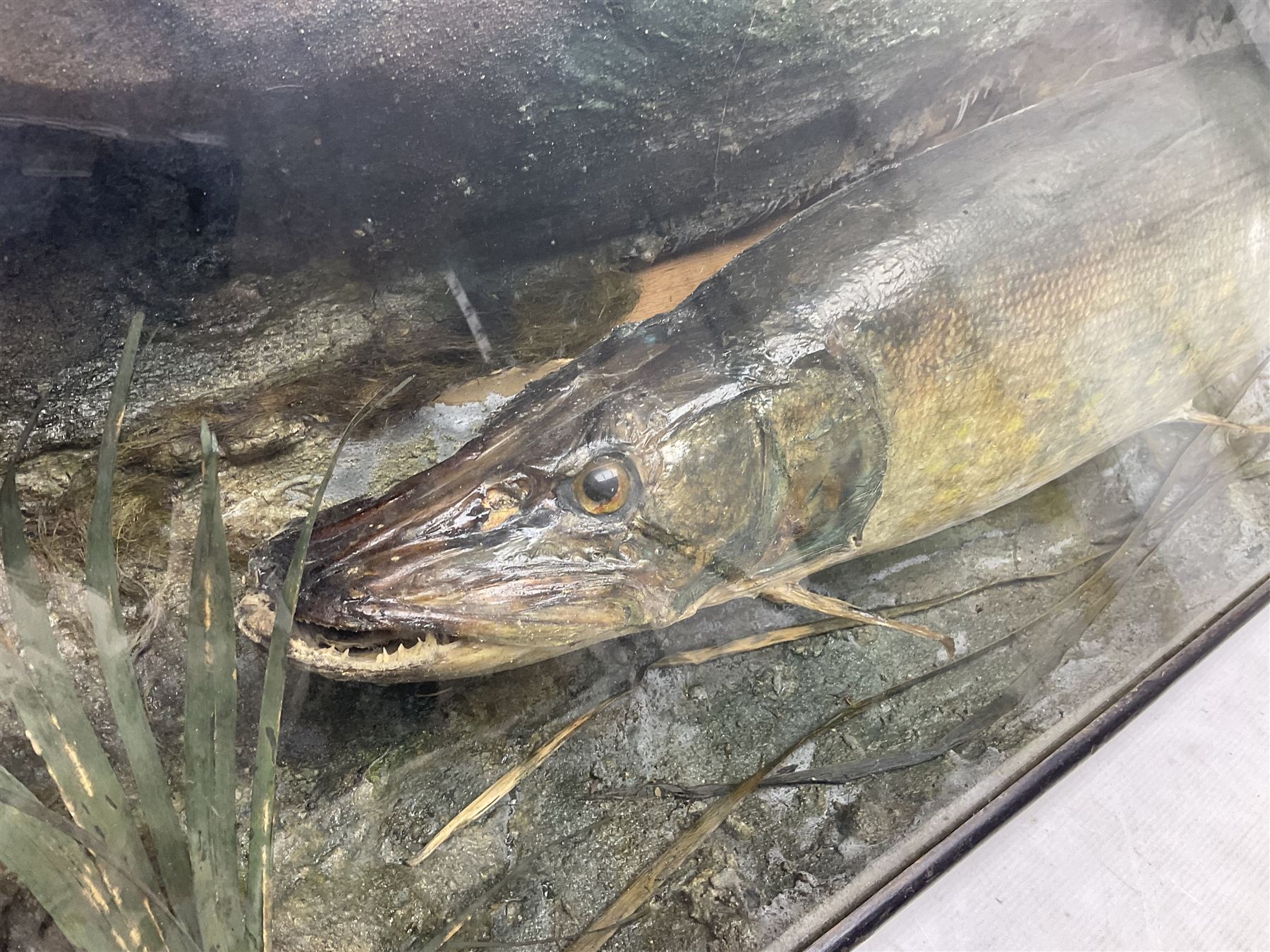Taxidermy: Cased Northern Pike (Esox lucius), a large preserved skin mount set within a rocky river bed,  encased within a single pane display case, H41cm, L122cm