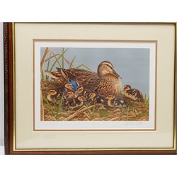 Robert E Fuller (British 1972-): Mallard with Ducklings and Wren on Cherry Blossom, two limited edition colour prints signed and numbered in pencil 33cm x 24cm(2)