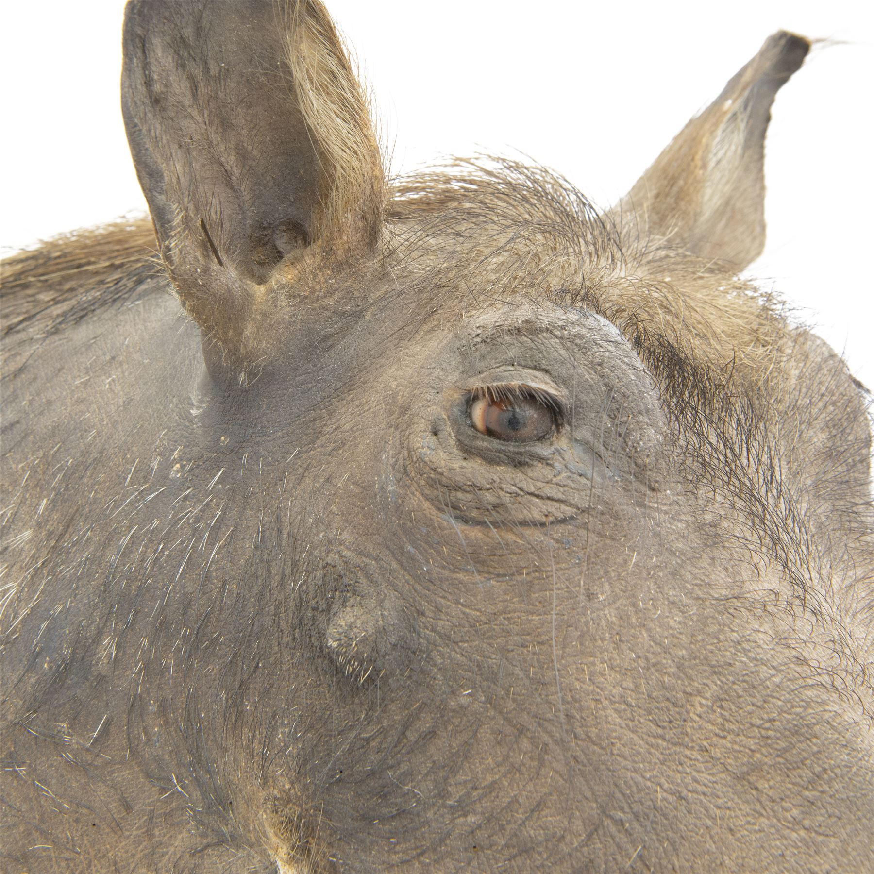 Taxidermy: A Common Warthog (Phacochoerus africanus), large adult head mount looking straight ahead