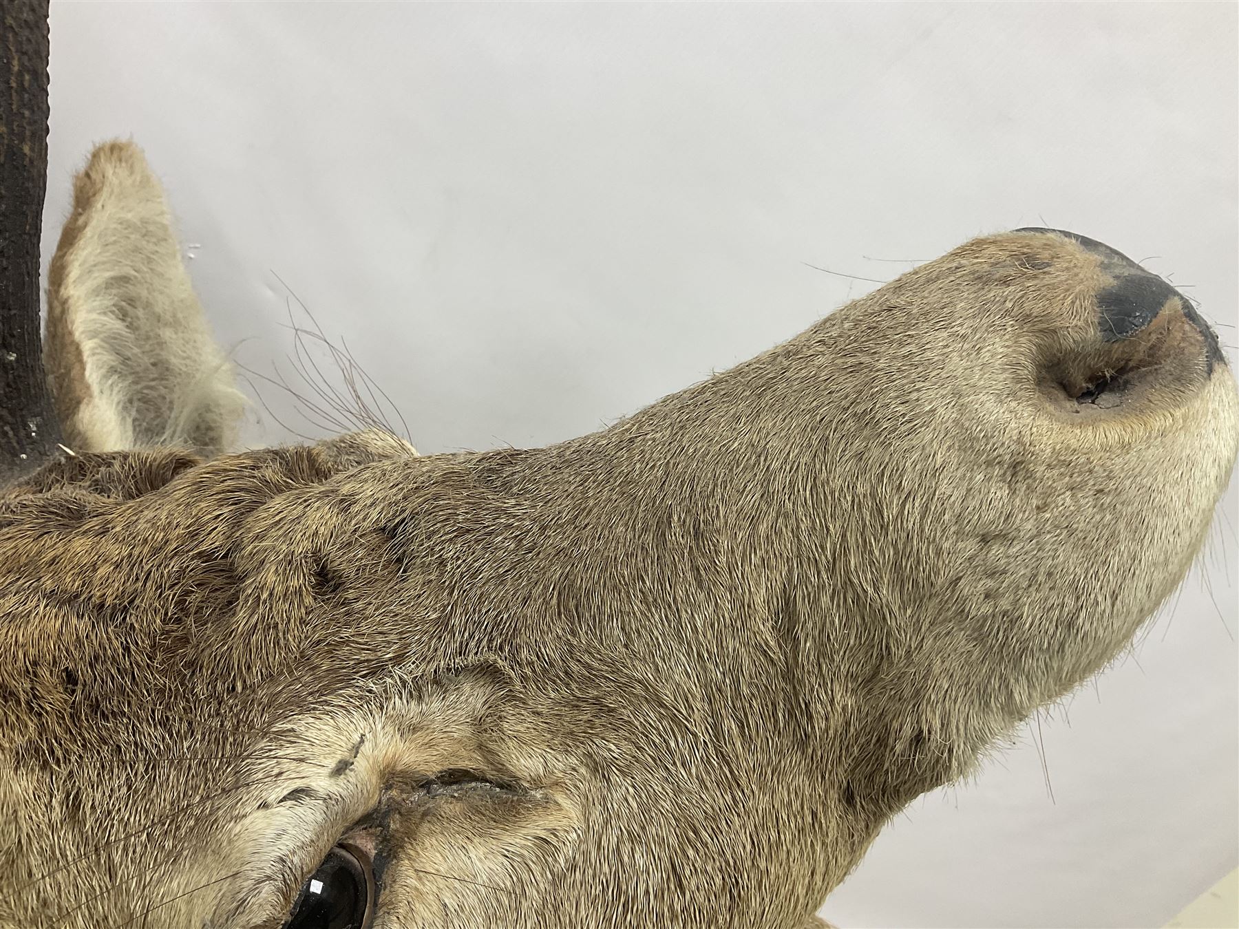 Taxidermy: Red Deer (Cervus elaphus), adult male imperial stag shoulder mount looking straight ahead, ten point antlers, mounted upon a shaped wooden shield, D65cm
