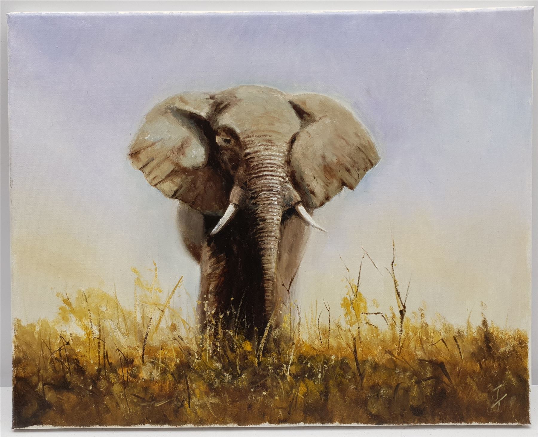 Joe Townend GRA (British 1946-): Elephant, oil on canvas signed 40cm x 50cm (unframed)