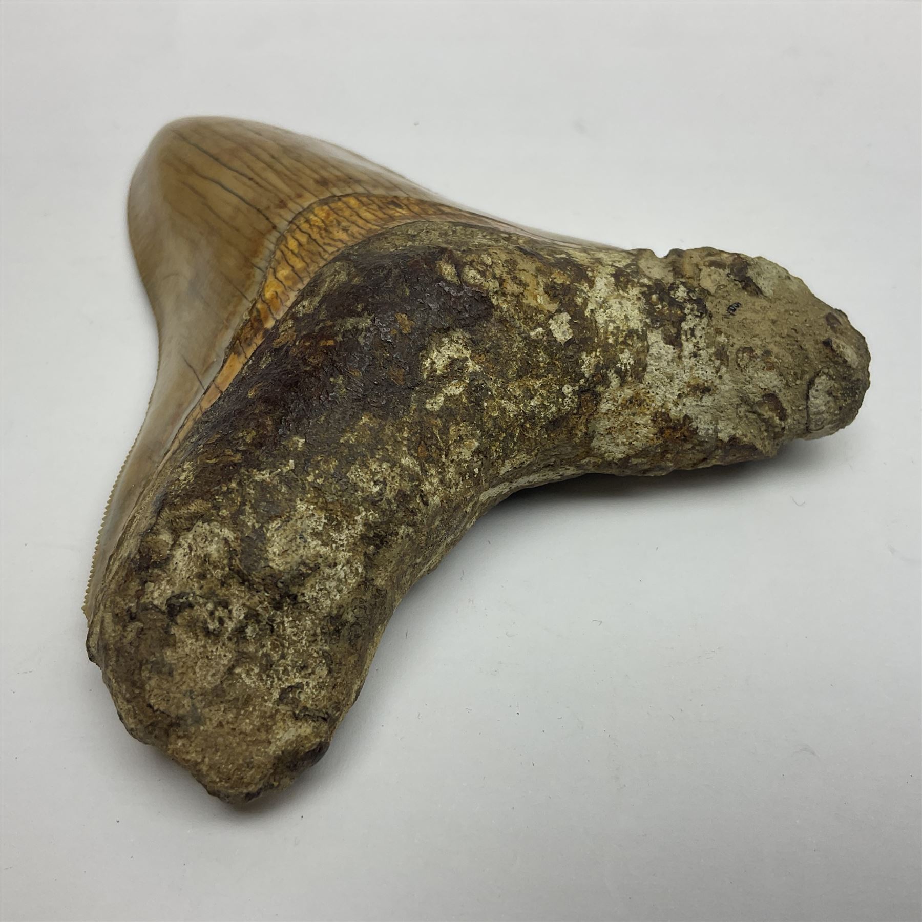 Large Megalodon (Otodus Megalodon) tooth fossil, with fine serrations, age; Miocene period, H11cm, W9cm

Notes; Believed to have grown as large as 18 metres, the Megalodon was the largest shark and one of the most dominant marine predators ever to have existed. It roamed the ancient seas for around 20 million years until their extinction around 3.6 million years ago.  Megalodon teeth vary in colour and ton. influenced and coloured over the millennia by the conditions in which they are preserved