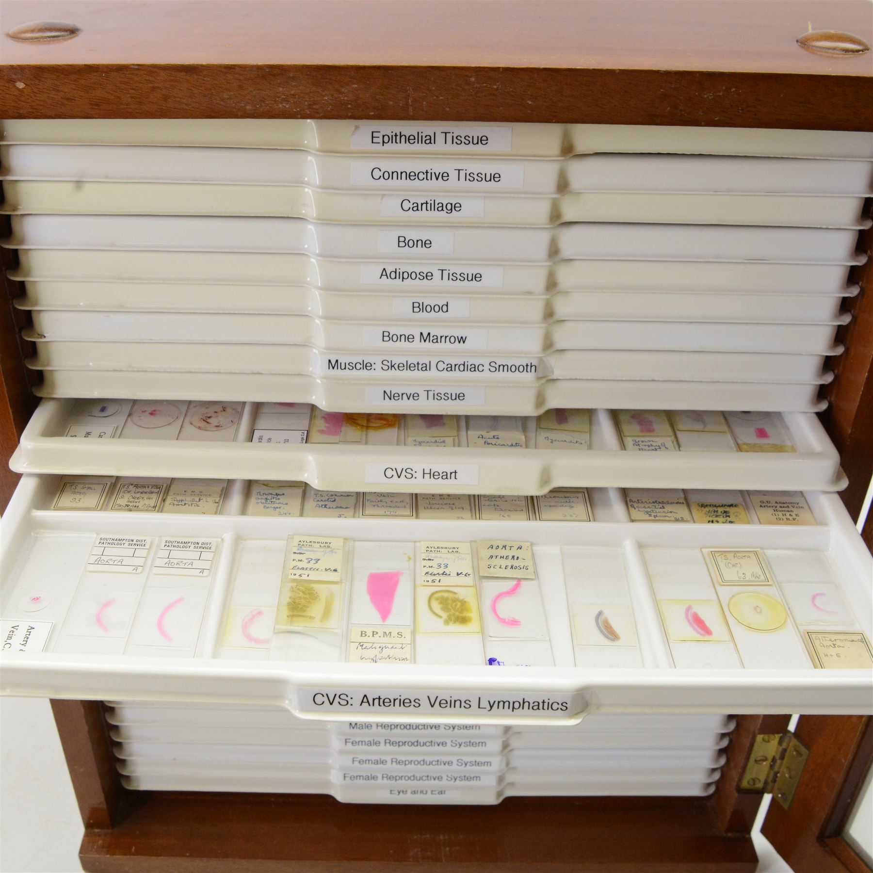 Large collection of prepared microscope slides, including animal and human pathological, physiological and histological specimens and botanical specimens, mostly annotated in ink, with examples including earthworm ovary, pneumonia lung, tip of a human tongue and rabbit cerebellum, contained within two mid 20th century wooden specimen cabinets with glazed doors, each containing twenty-eight plastic slide trays, cabinet H46cm