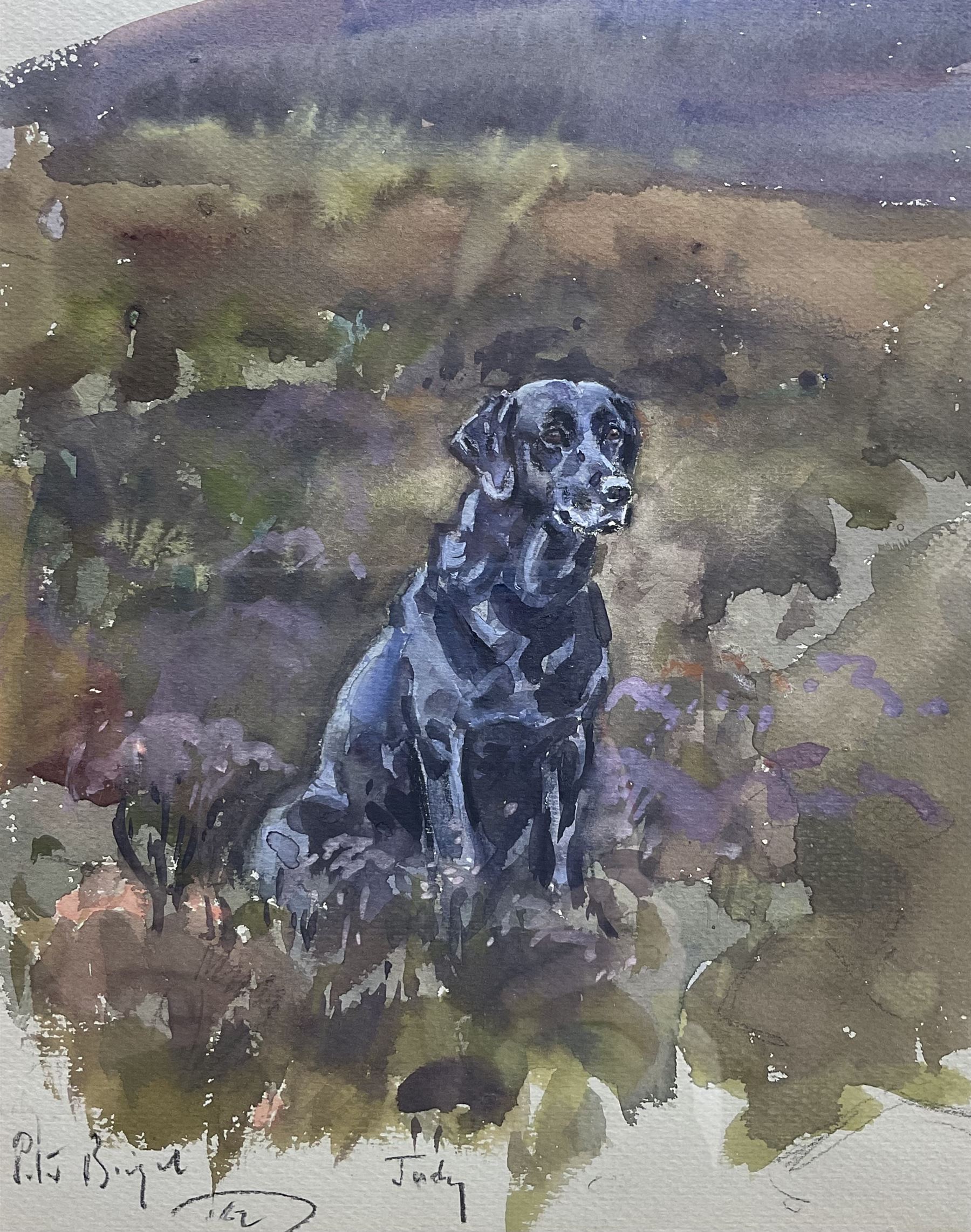 Peter Biegel (British 1913-1987): Portrait of 'Judy' a Seated Black Labrador, watercolour signed titled and dated '62, 28cm x 21cm