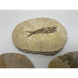 Three fossilised fish (Knightia alta) each in an individual matrix, age; Eocene period, location; Green River Formation, Wyoming, USA, largest matrix H10cm, L13cm, and polished ammonites