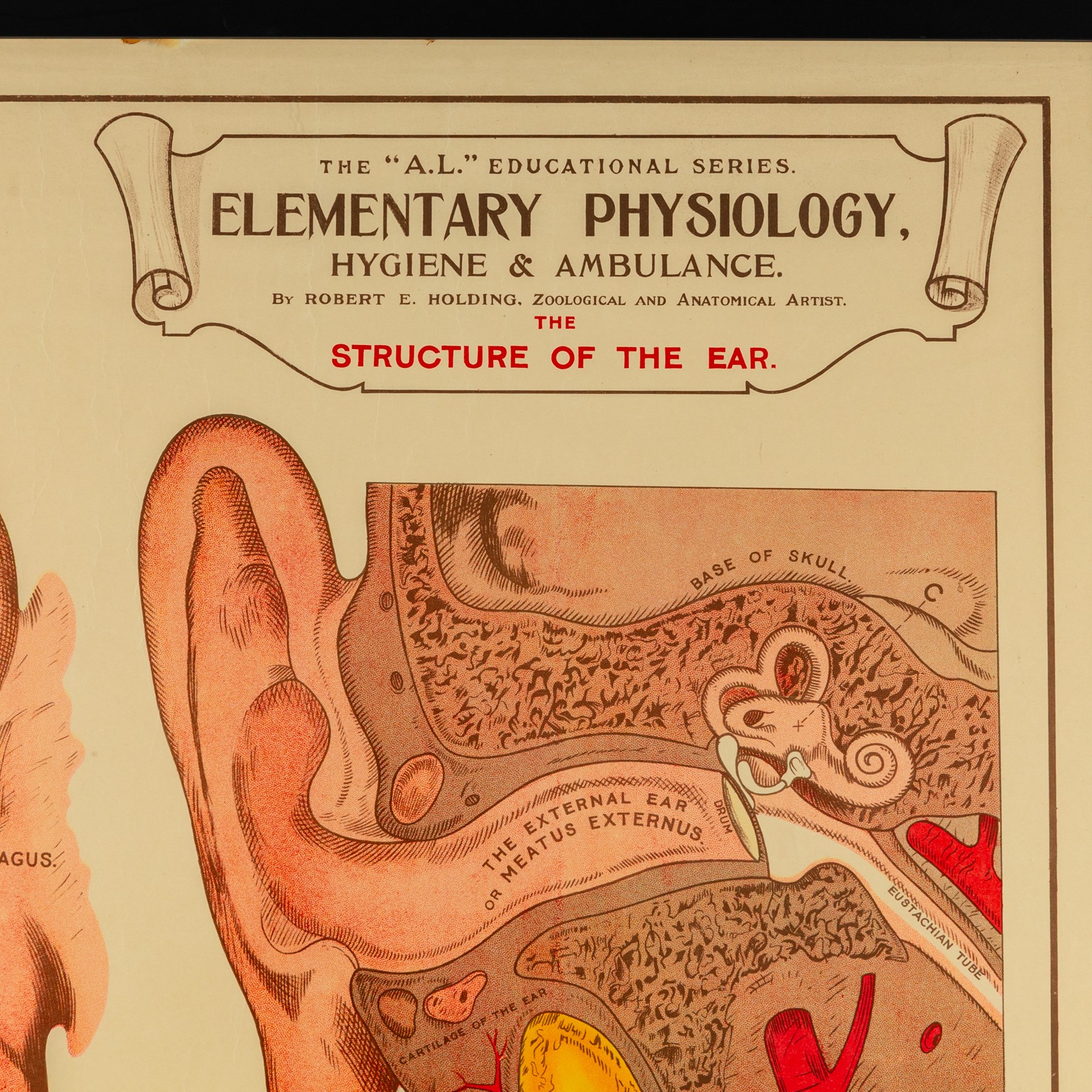 Complete set of eight 'AL Educational Series Elementary Physiology Hygiene and Ambulance' medical posters by Robert R Holding (Zoological and Anatomical artist), published by E J Arnold & Son Ltd of Leeds, Glasgow and Belfast, all framed