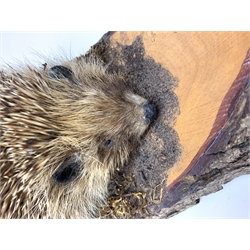 Taxidermy: 20th century Common Garden Hedgehog (Erinaceinae), full mount on open display upon tree trunk section, base L40cm