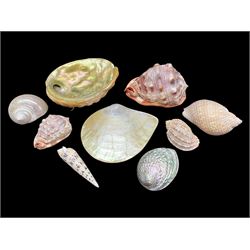 Conchology: selection of shells, including gold pearl oyster shell, mother of pearl turbo marmaratus shell, Cypraecassis Rufa red helmet shell, Mitre shell, Paua shell and others, largest D19cm