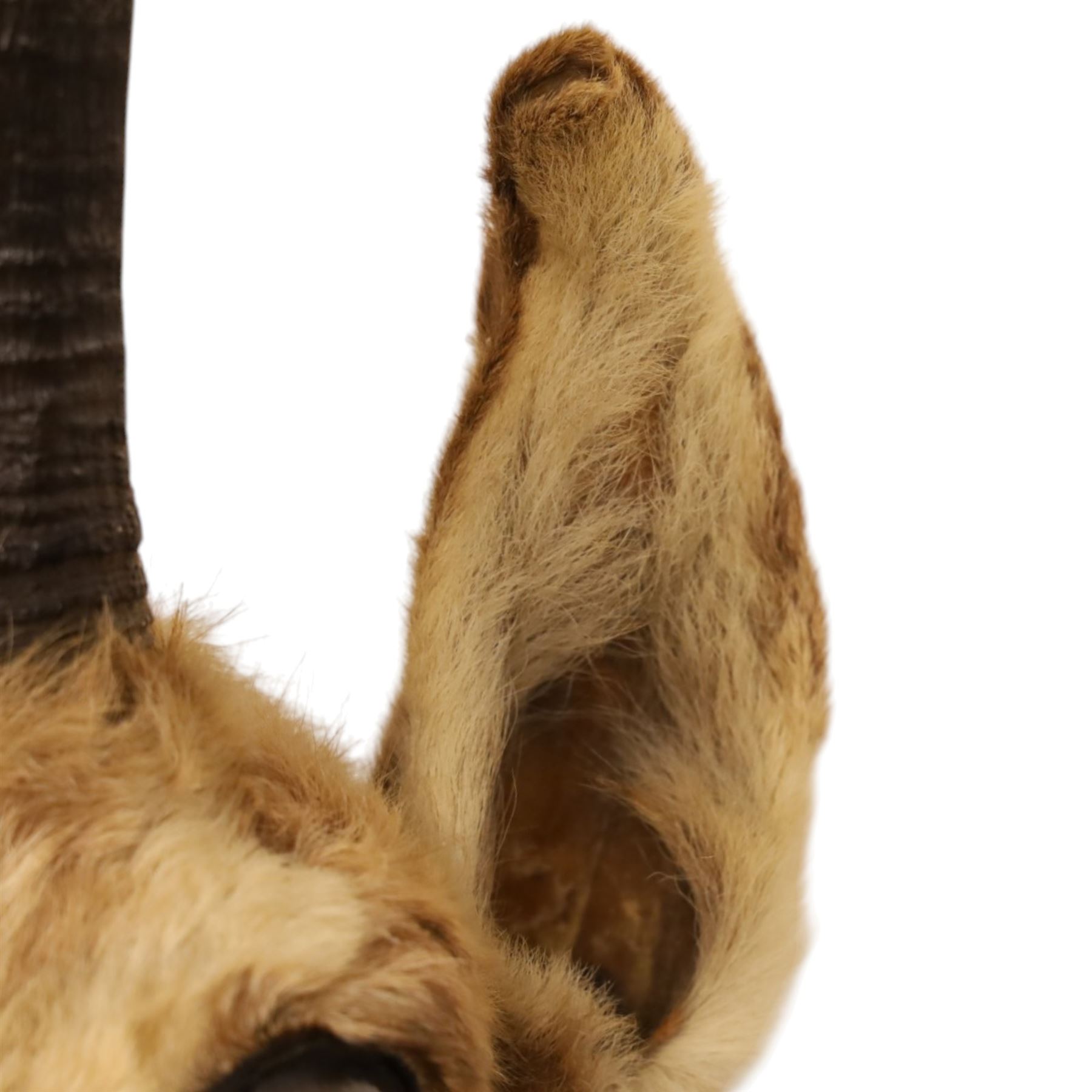 Taxidermy - Alpine Chamois (Rupicapra rupicapra), adult male shoulder mount with head facing front, mounted on wooden shield, H64cm