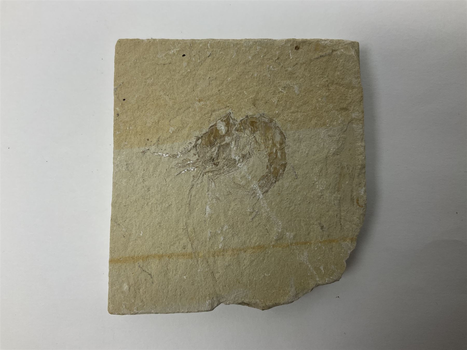 Two fossilised shrimp (Aeger tipularius) each in an individual matrix, age; Cretaceous period, location; Carpopenaeus callirostris Hjoula, Lebanon, largest matrix H9cm, L10cm