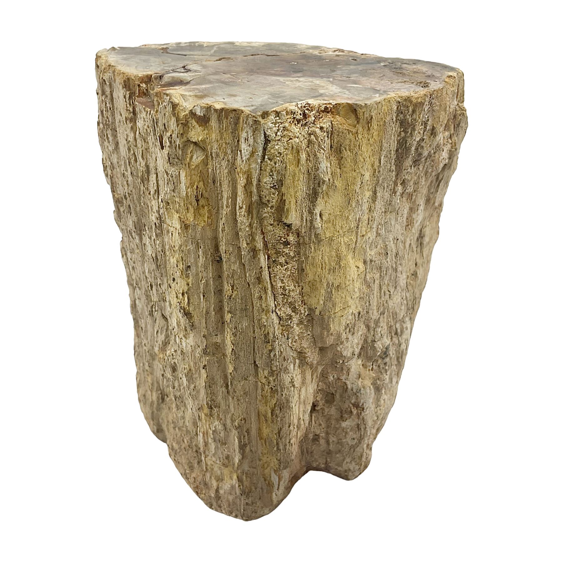 Petrified wood tree branch, sliced in cross-section and polished to one side to reveal an array of colours, with textured edge, H14cm, D9cm