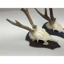 Antlers/Horns: Roe Deer (Capreolus capreolus) ten pairs of roe deer antlers mounted upon wooden shields, shield H20cm 