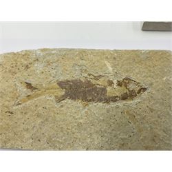 Four fossilised fish (Knightia alta) each in an individual matrix, age; Eocene period, location; Green River Formation, Wyoming, USA, largest matrix H12cm, L19cm