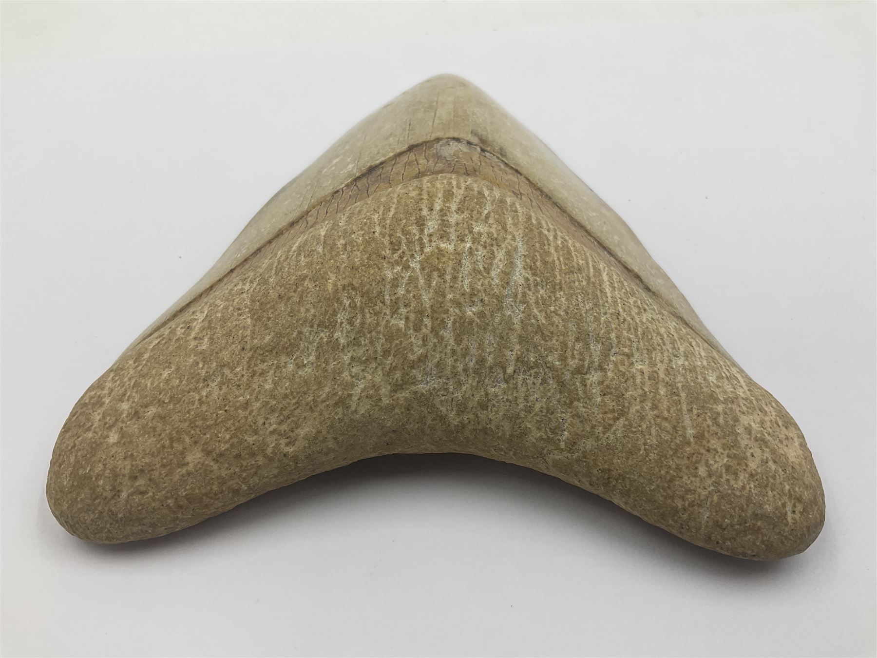 Large Megalodon (Otodus Megalodon) tooth fossil, age; Miocene period, H13cm, W13cm