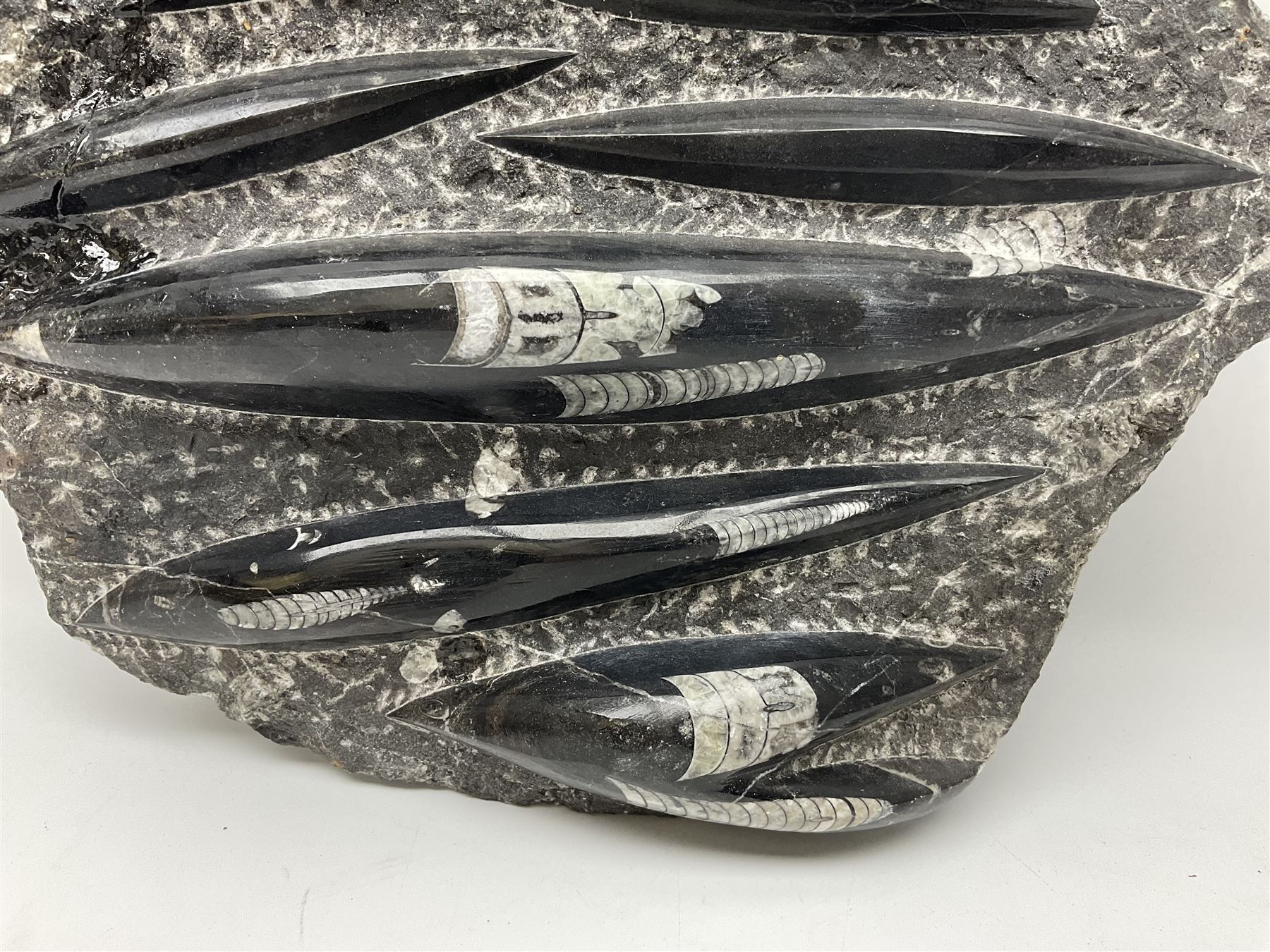 Orthoceras fossil group, age: Devonian period, H33cm, L30cm