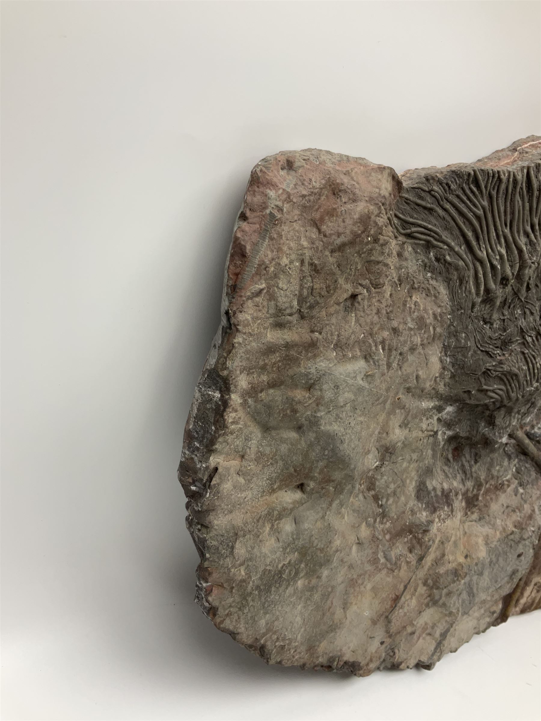 Crinoid sea bed plaque, with two crinoid specimens, probably Scyphocrinites elegans from the Silurian period, H39cm, L61cm