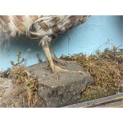 Taxidermy; Cased pair of Ruffed Grouse (Bonasa umbellus), male and female adult mounts, in a naturalistic setting, encased within a single pane display case, H39cm, L68cm