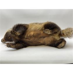 Taxidermy: European badger (Meles meles) full mount in walking position L82cm. 