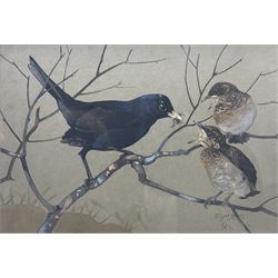 Ralston Gudgeon (Scottish 1910-1984): 'Blackbird Feeding Young', watercolour signed, titled on label verso 34cm x 46cm