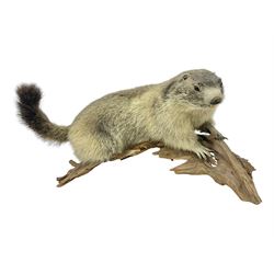Taxidermy: Alpine Marmot (Marmota marmota), full adult mount stood upon a wooden base, H29cm 