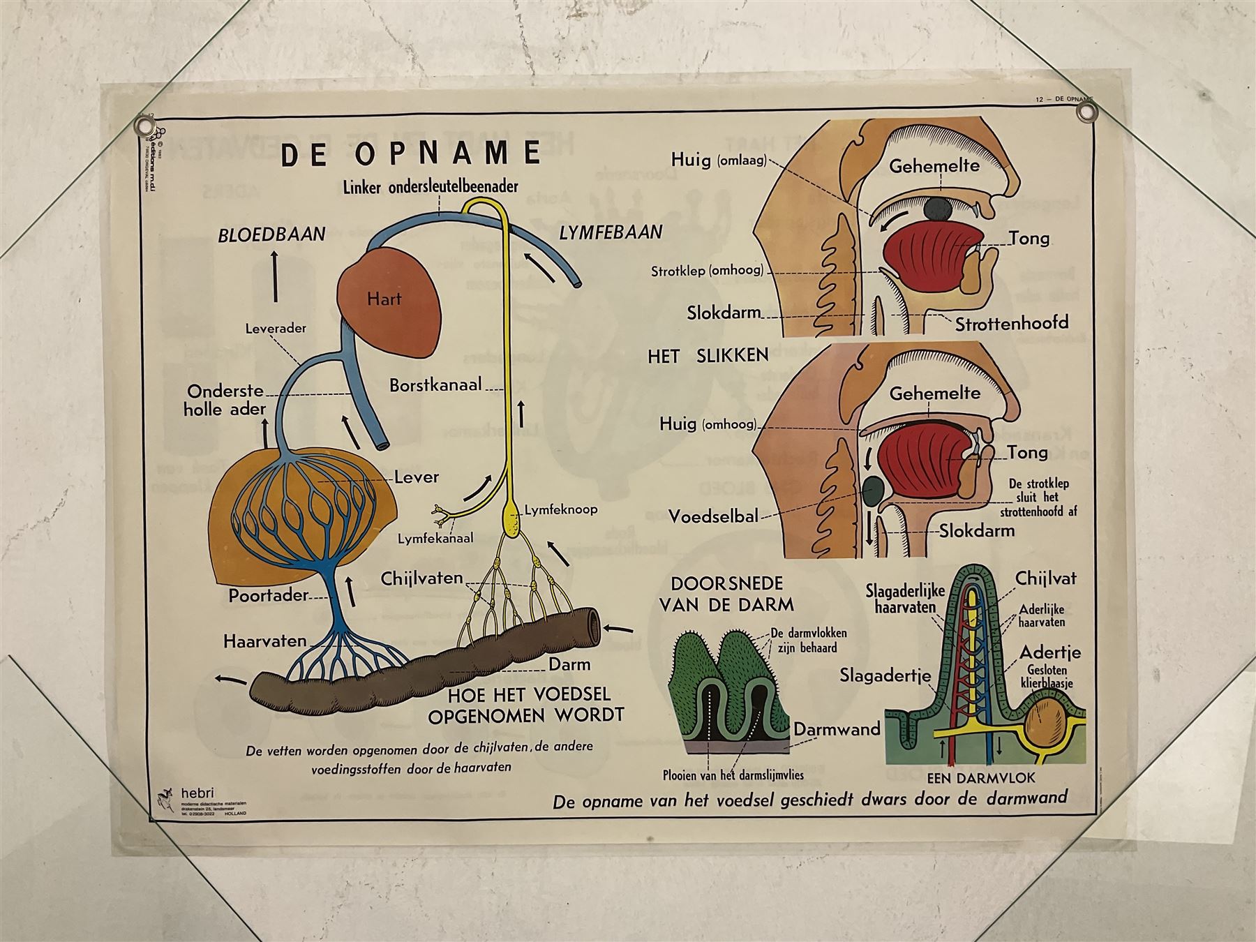 Five early 1980s Dutch medical posters, double sided decorated with colourful label anatomical diagrams, marked Hebri, Holland, W70cm H92cm