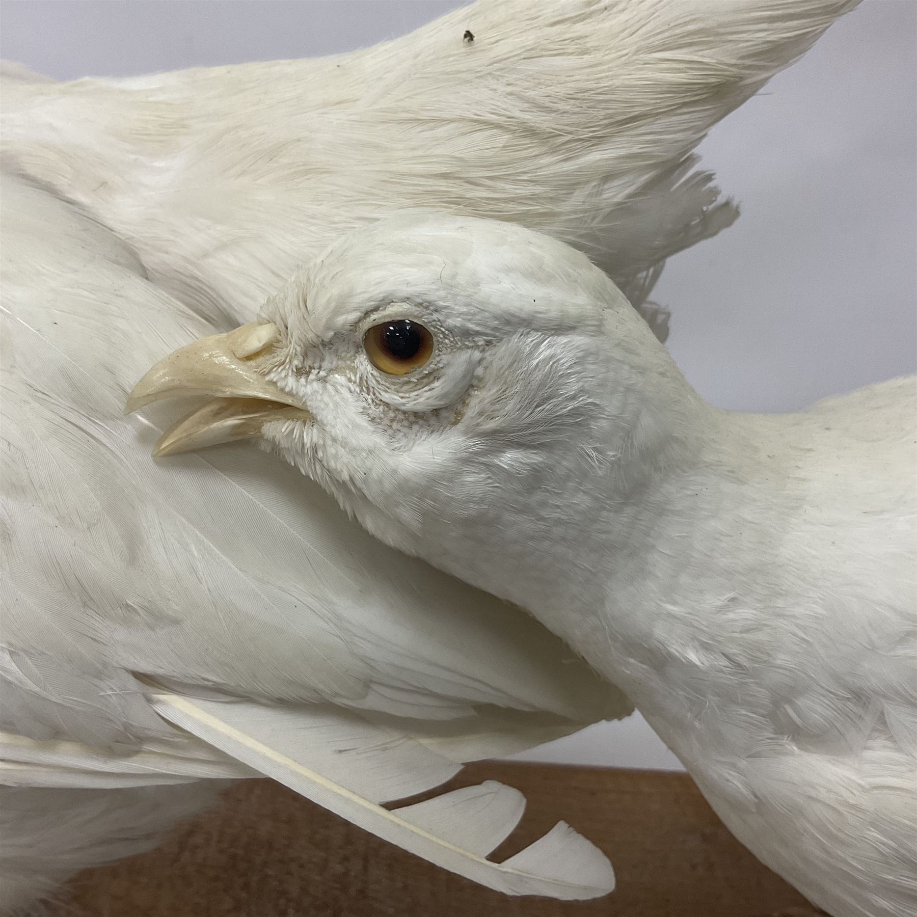 Taxidermy; pair of Common Pheasants (Phasianus Colchicus), white cock and hen adult mounts, upon a wooden base, H51cm  
