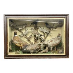 Taxidermy; cased bird diorama, to include Red-neck Pheasants (Phasianus colchicus) adult mounts hen and cock, Common Kestrel (Falco tinnunculus), Common Blackbird (Turdus merula), Starling (Sturnus vulgaris) and others,  in a naturalistic setting, encased within a single pane display case, H66cm, L97cm