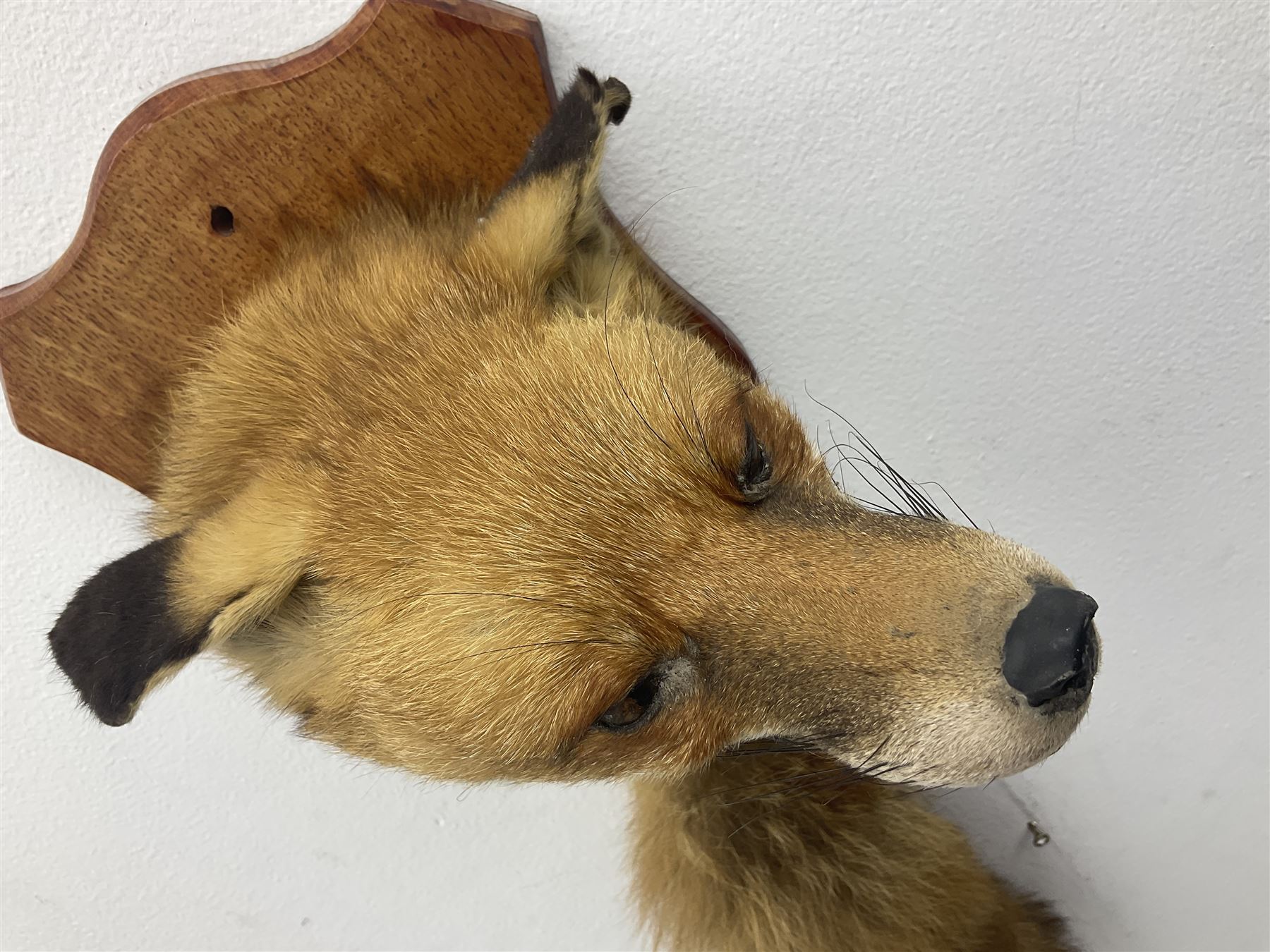 Taxidermy; Red fox mask (Vulpes vulpes), with mouth agape bearing teeth, mounted upon oak shield, with brush, shield L26cm