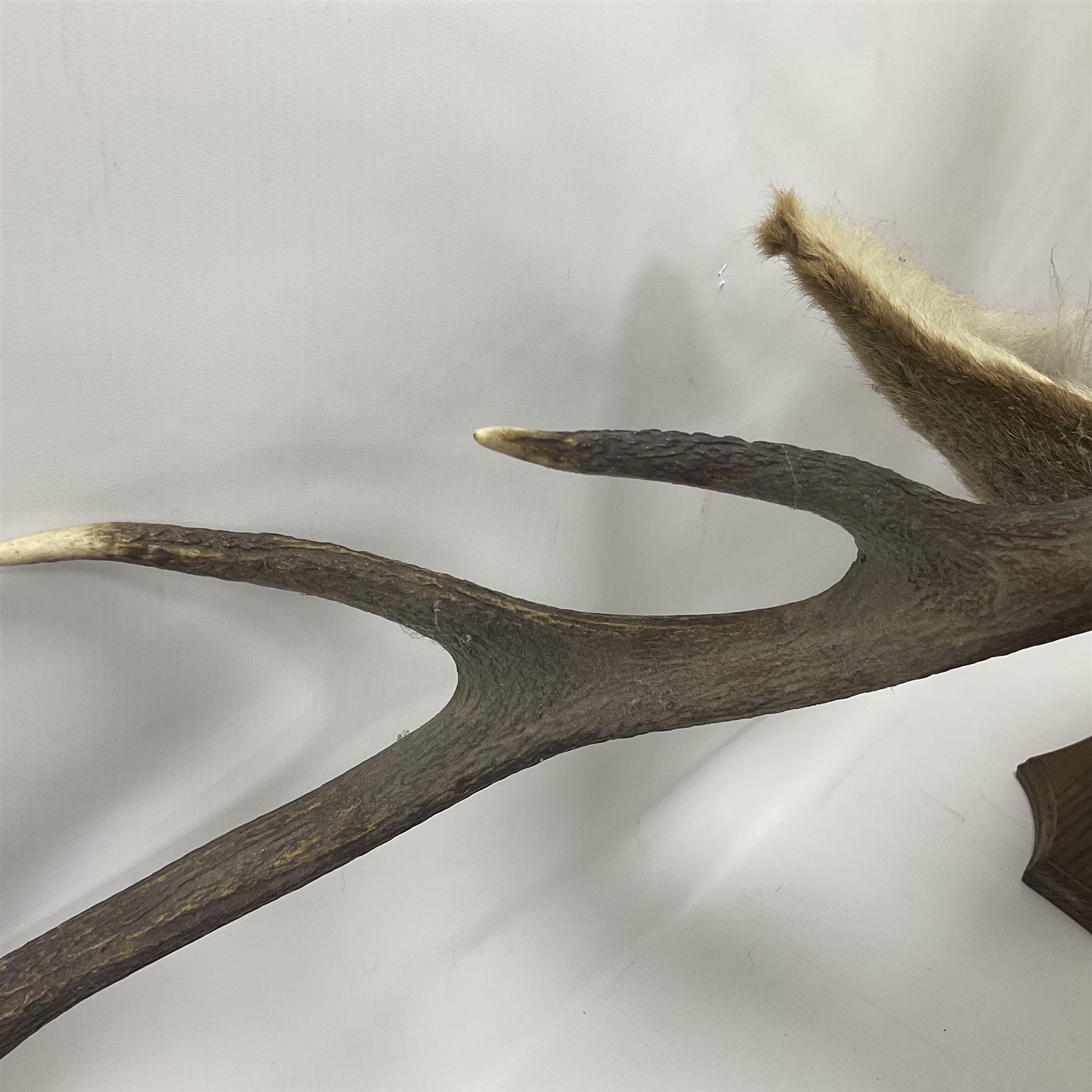 Taxidermy: Red Deer (Cervus elaphus), adult male imperial stag shoulder mount looking straight ahead, ten point antlers, mounted upon a shaped wooden shield, D65cm