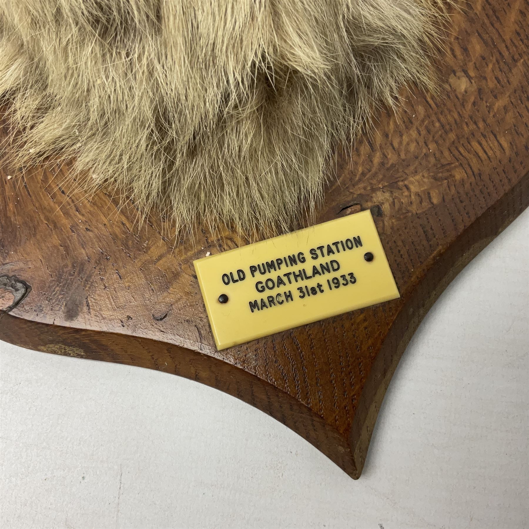 Taxidermy; Red Fox Mask (Vulpes vulpes) by Peter Spicer & Sons, Leamington, head turned to the left in snarling pose on oak shield with plaque 'Old Pumping Station Goathland March 31st 1933'