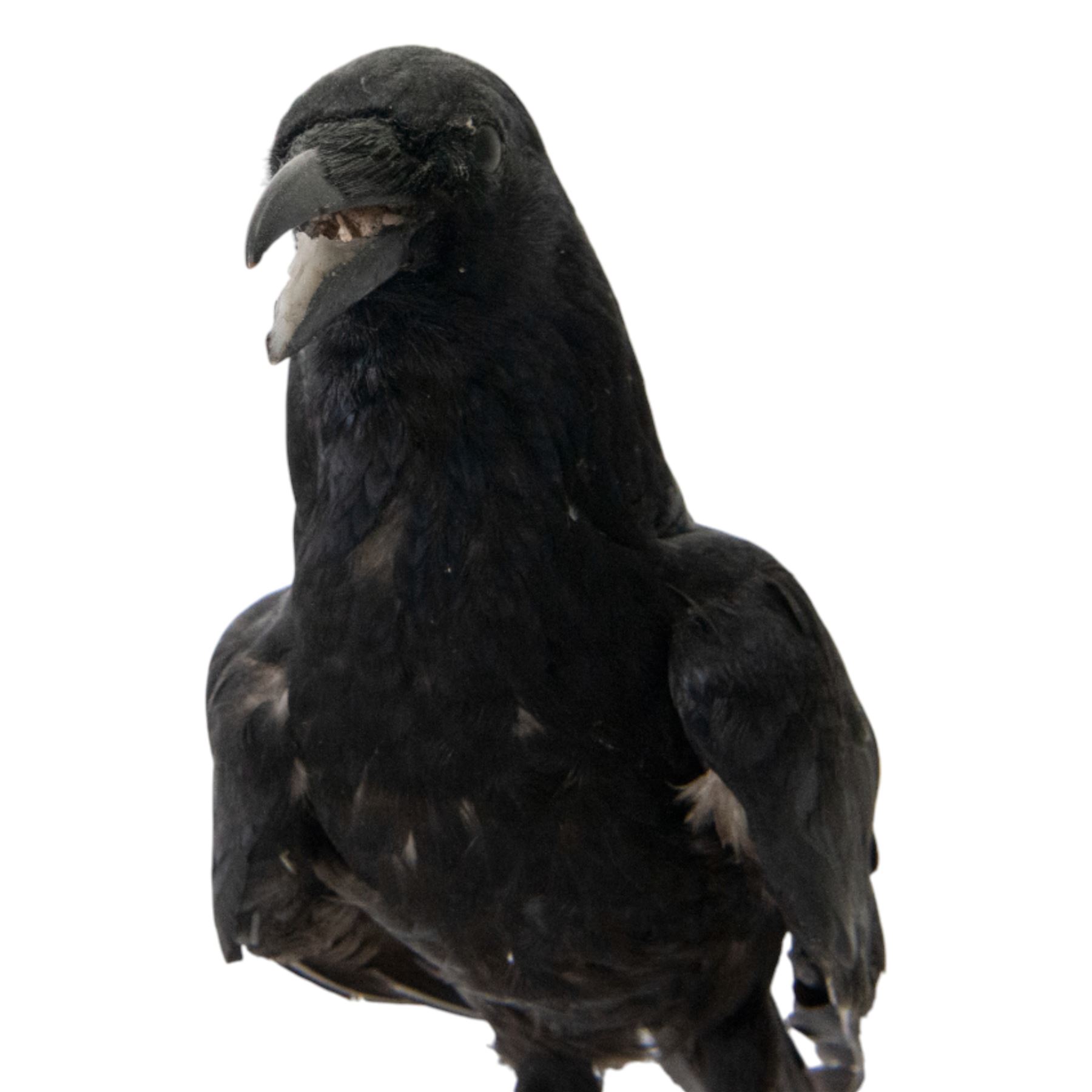 Taxidermy; Carrion Crow (Corvus corone), full adult mount perched upon a sheep skull upon a rectangular base, H39cm