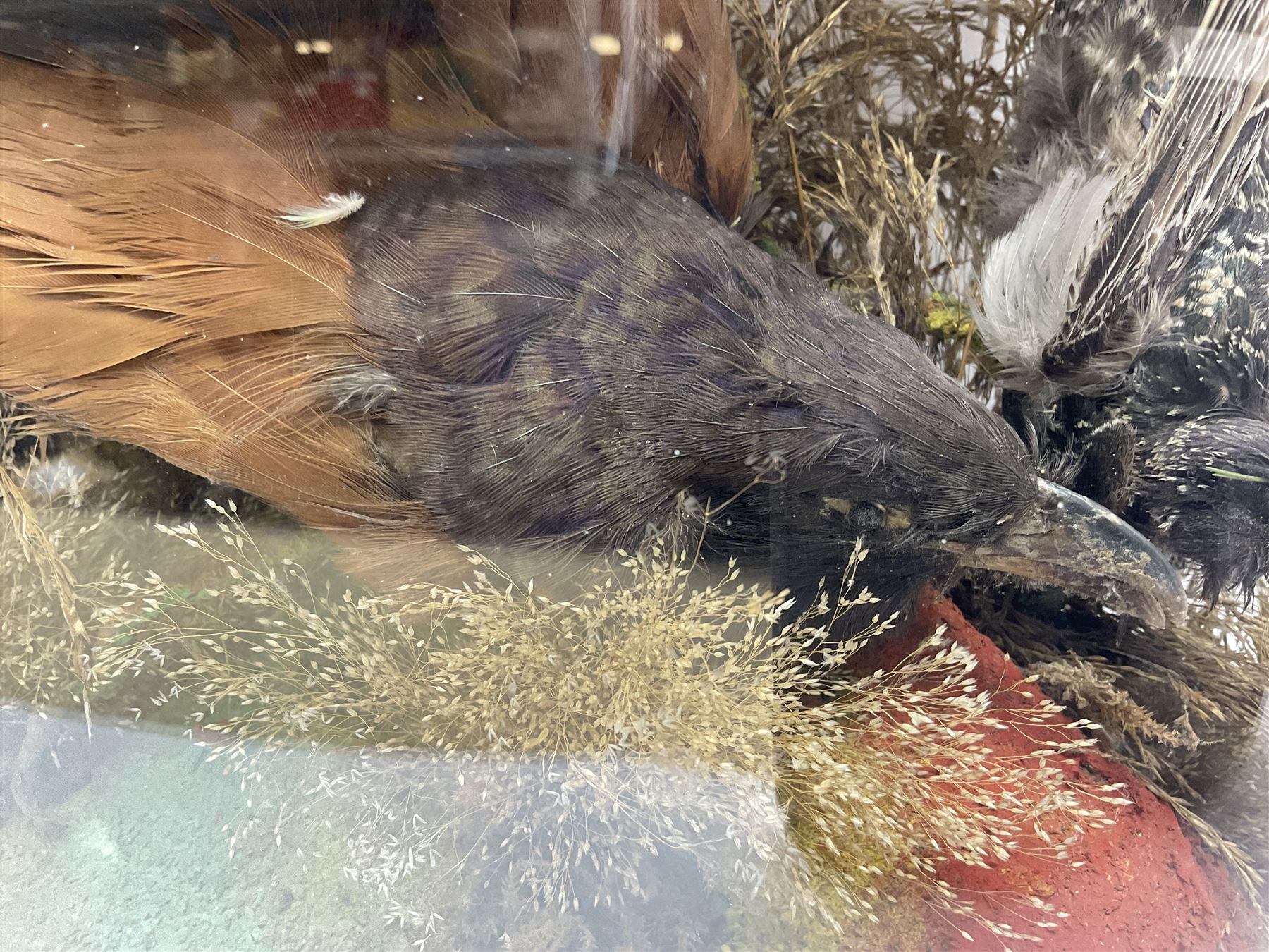 Taxidermy; large Victorian domed taxidermy diorama study of birds, with seventeen specimens including Ring Necked Parakeet, Blue Winged Warbler and Blackbird, the glass dome upon an ebonised wooden base, H77cm, W44cm
