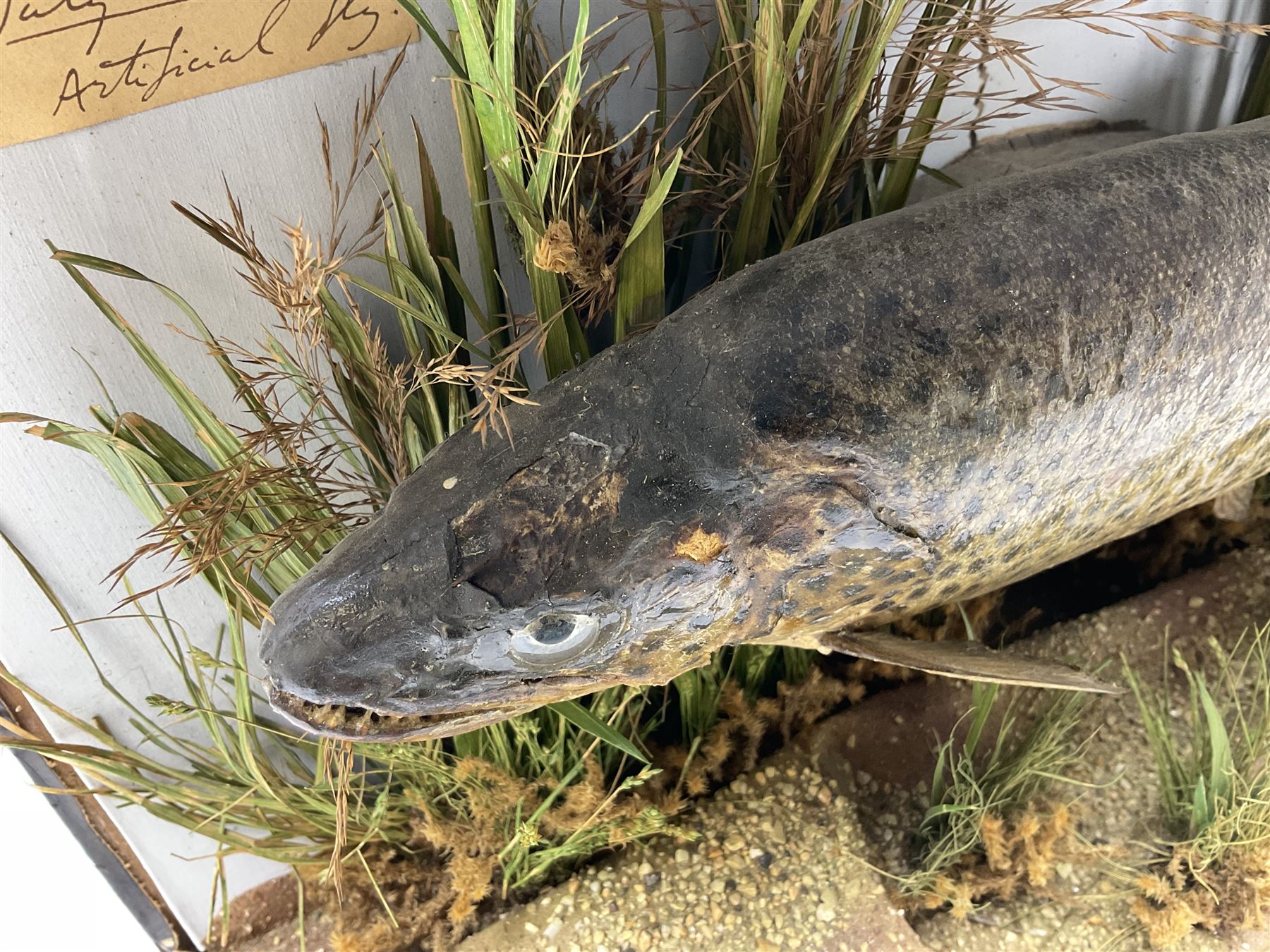 Taxidermy: Brown trout (Salmo trutta), preserved by John Cooper & Sons, 28 Radnor Street, St Luke's, London, skin mount set above a pebbled river bed with reeds and grasses, set against blue painted back drop, inscription to the back drop 'Trout caught by Rev R.S. Ricketts at Kirkham Bridge July 1st 1890, artificial fly, weight 1.5lb', L50cm H26cm 
