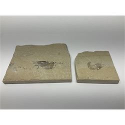 Two fossilised shrimp (Aeger tipularius) each in an individual matrix, age; Cretaceous period, location; Carpopenaeus callirostris Hjoula, Lebanon, largest matrix H9cm, L10cm
