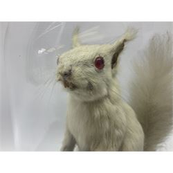 Taxidermy: Victorian albino Squirrel (Sciurus vulgaris), full mount adult, holding a hazelnut, upon naturalistic ground, enclosed beneath later glass dome with ebonised base, H32cm