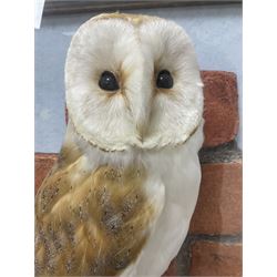 Taxidermy: Wall Mounted Barn Owl (Tito alba), dated 2001, by David Astley, Taxidermist, York, a high quality full mount adult male with head turning to the right, perched upon a short wooden beam, set against a faux brick back drop, width 50cm x height 55cm overall, bearing taxidermist's full paper trade label verso.
with Cites Article 10 (non transferable) licence no.24GBA102LOMN1 Cause of death RTA - 2001. This specimen would require a re-export licence to export from the UK, an import permit would be required into your chosen country, this is the responsibility of the buyer alone, David Duggleby Auctioneers and Valuers do not offer any onward re-export or import licences.