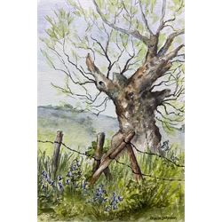 Sheila Johnson (British 20th century): Ancient Tree with Bluebells and 'Reflection - Northumberland', two watercolours signed max 24cm x 34cm (2)