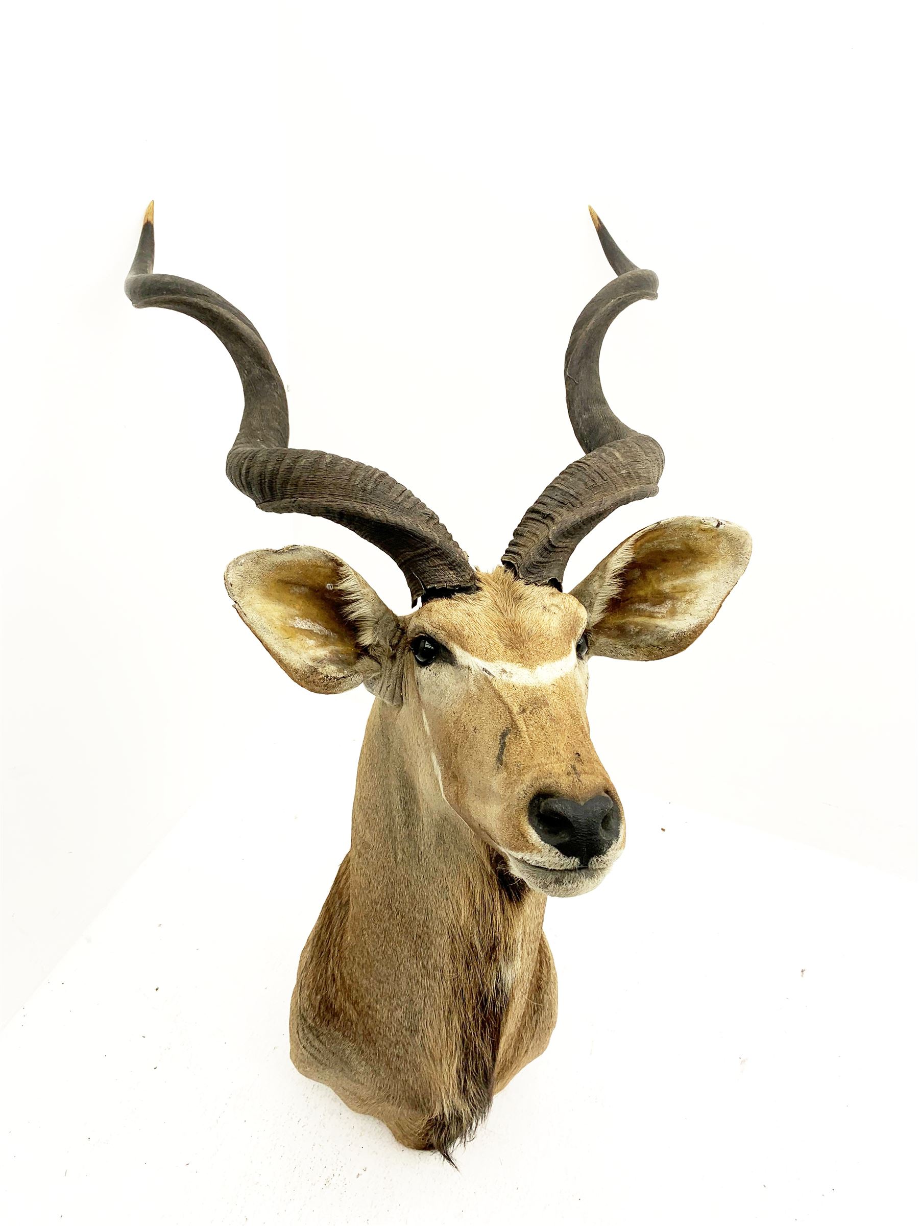 Taxidermy: Greater Kudu (Tragelaphus Strepsiceros), adult male shoulder mount, H170cm