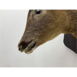 Taxidermy; Roe Deer (Capreolus capreolus), adult Roebuck neck mount looking straight ahead, mounted upon an oak shaped shield, together with a pair of Roe Deer antlers, with partial skull