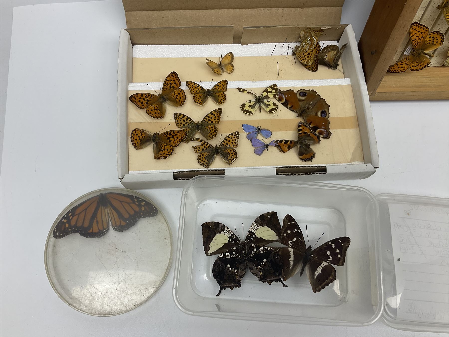 Entomology; large collection of pinned butterflies and moths, to include Cream-spotted Tiger moth, Adonis Blue butterfly, Orange tip butterfly, Swallowtail butterfly etc  