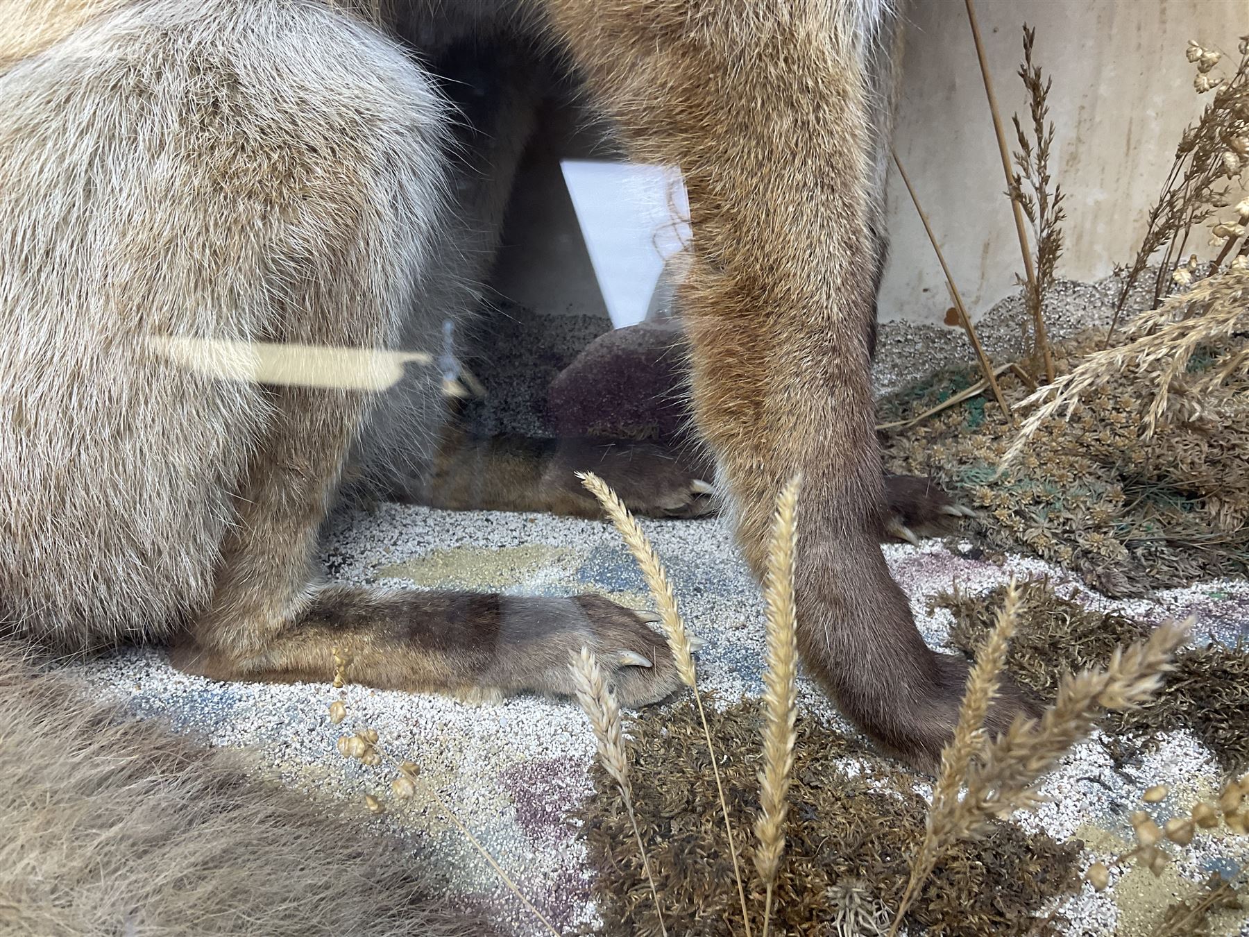 Taxidermy: 19th century cased display Red Fox (Vulpes vulpes), full adult mount in seated position with tail curled in front, in a naturalistic setting, encased within a ebonised single pane display case, H64cm, L58cm