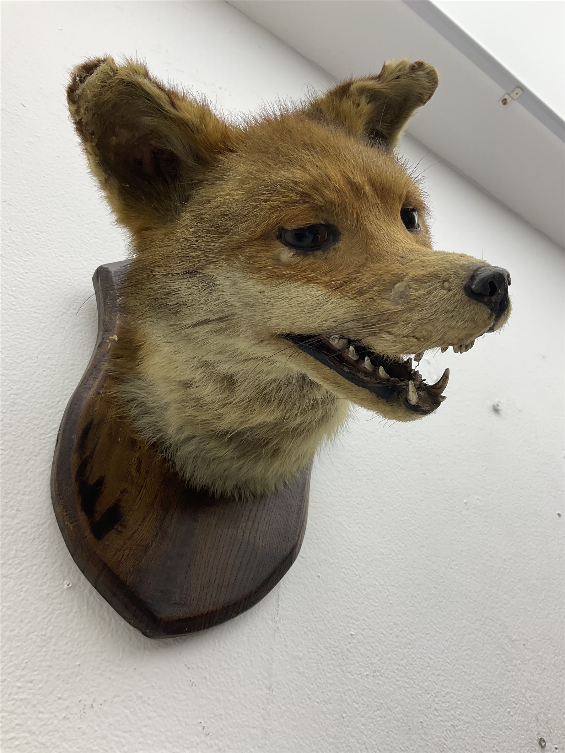 Taxidermy; Red fox mask (Vulpes vulpes), an adult head mount looking straight ahead, with mouth open bearing teeth, mounted upon a oak shield, H30cm 