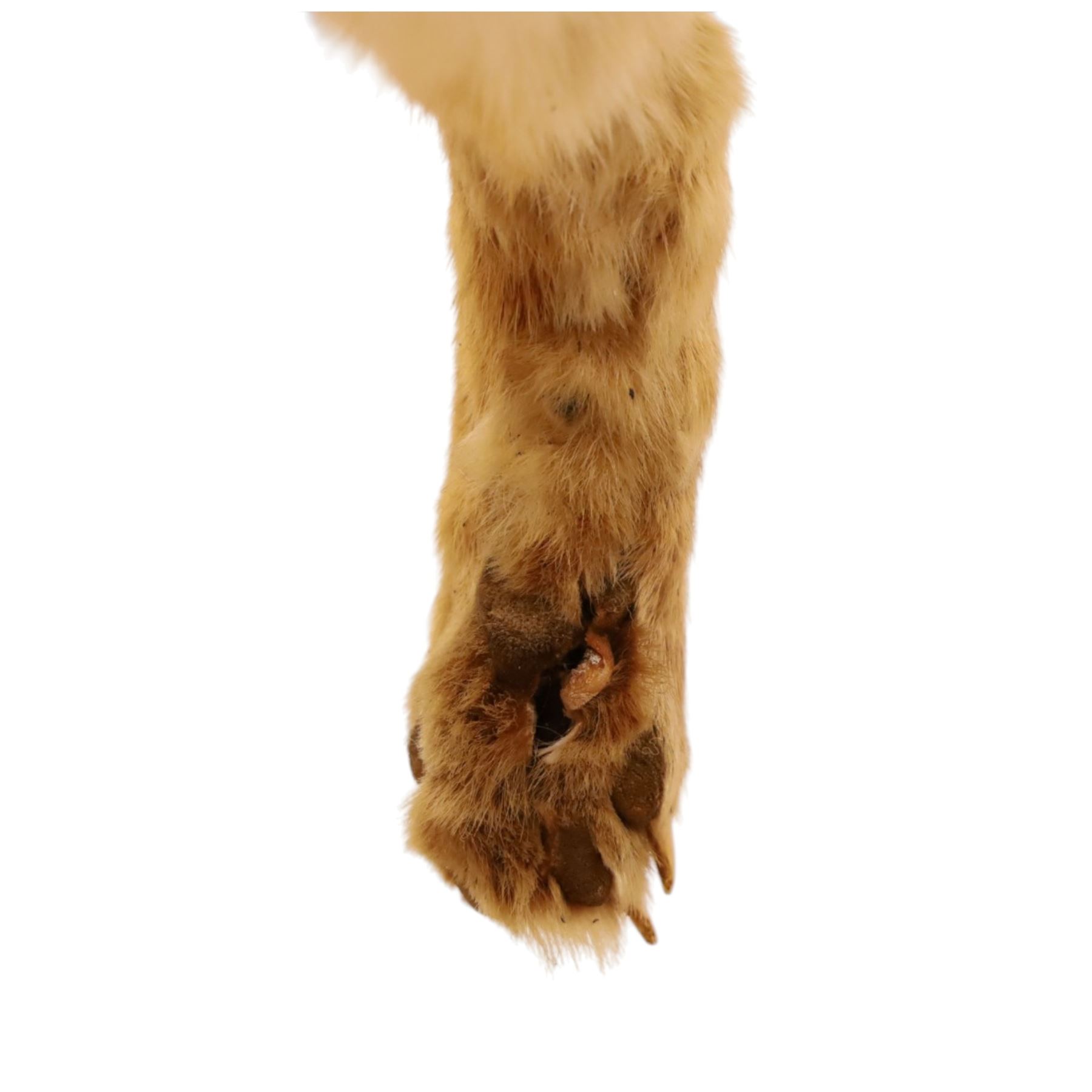 Taxidermy - Fox (Vulpes vulpes), full male adult mount on open display, with raise paw, upon wooden base, base W70cm