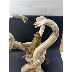 Taxidermy; Mongoose (Herpestidae) fighting three Indian cobras (Naja naja), the cobras entwined around an adult mongoose, H27cm