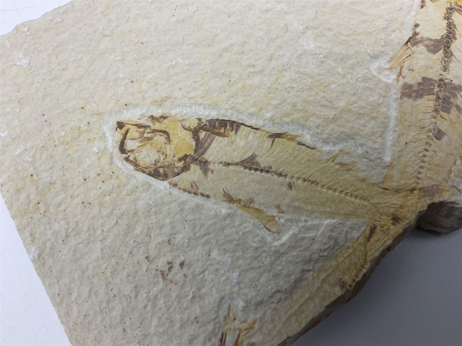 Three fossilised fish (Knightia alta) two in a single matrix, the other in an individual maxtrix, age; Eocene period, location; Green River Formation, Wyoming, USA, largest matrix H9cm, L15cm